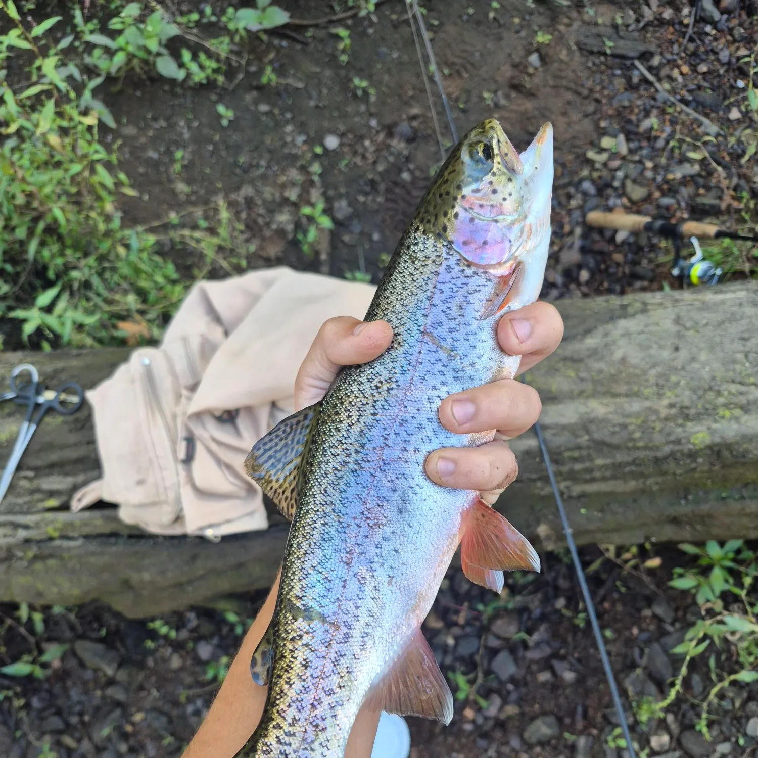 Rainbow trout caught on Fishbrain