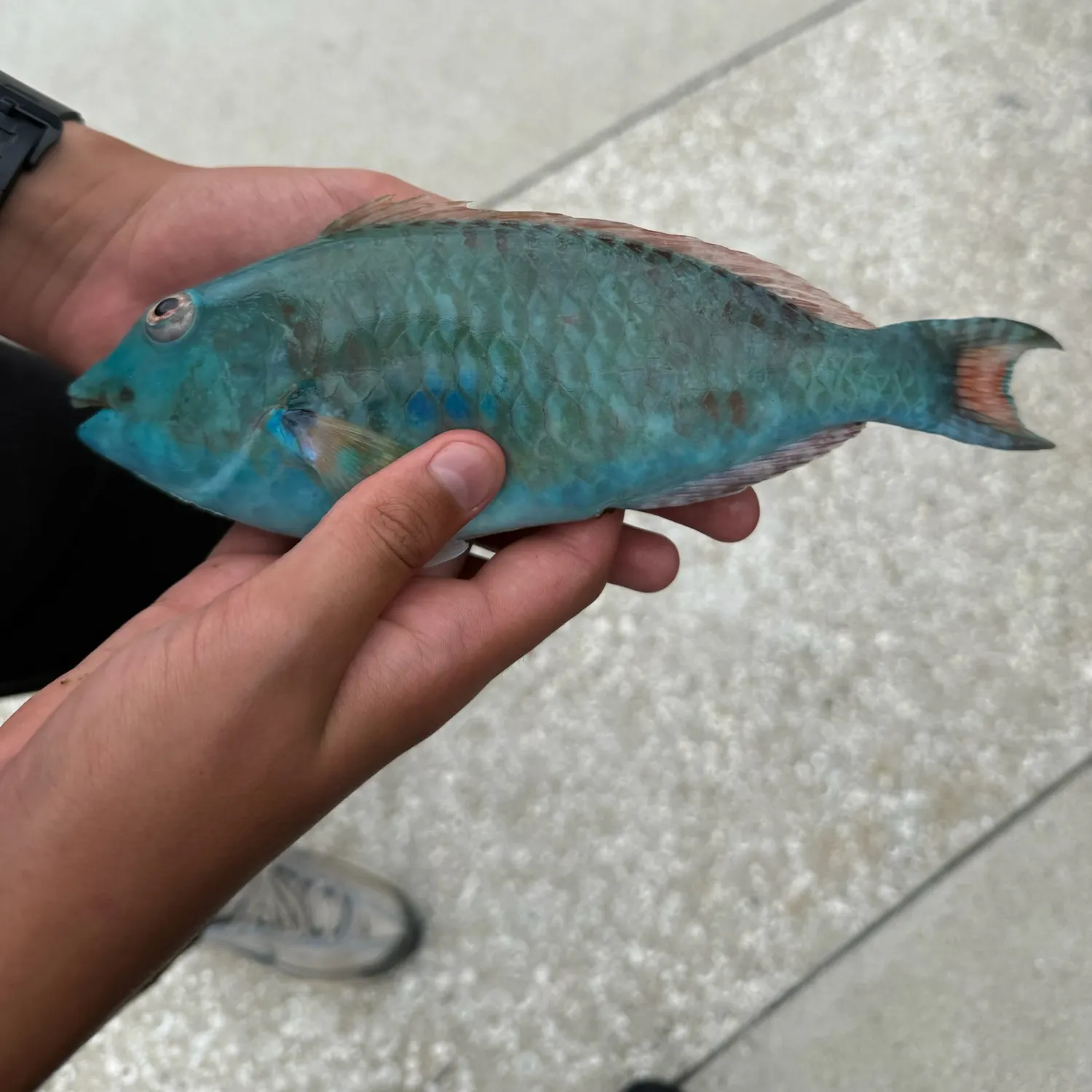 The most recent Redtail parrotfish catches on Fishbrain