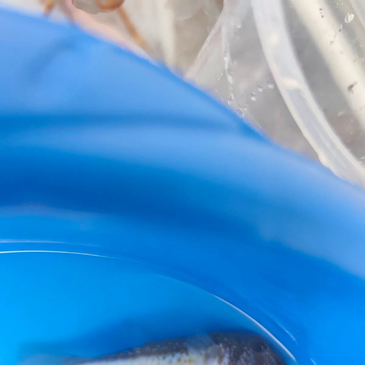 Fish caught on Fishbrain