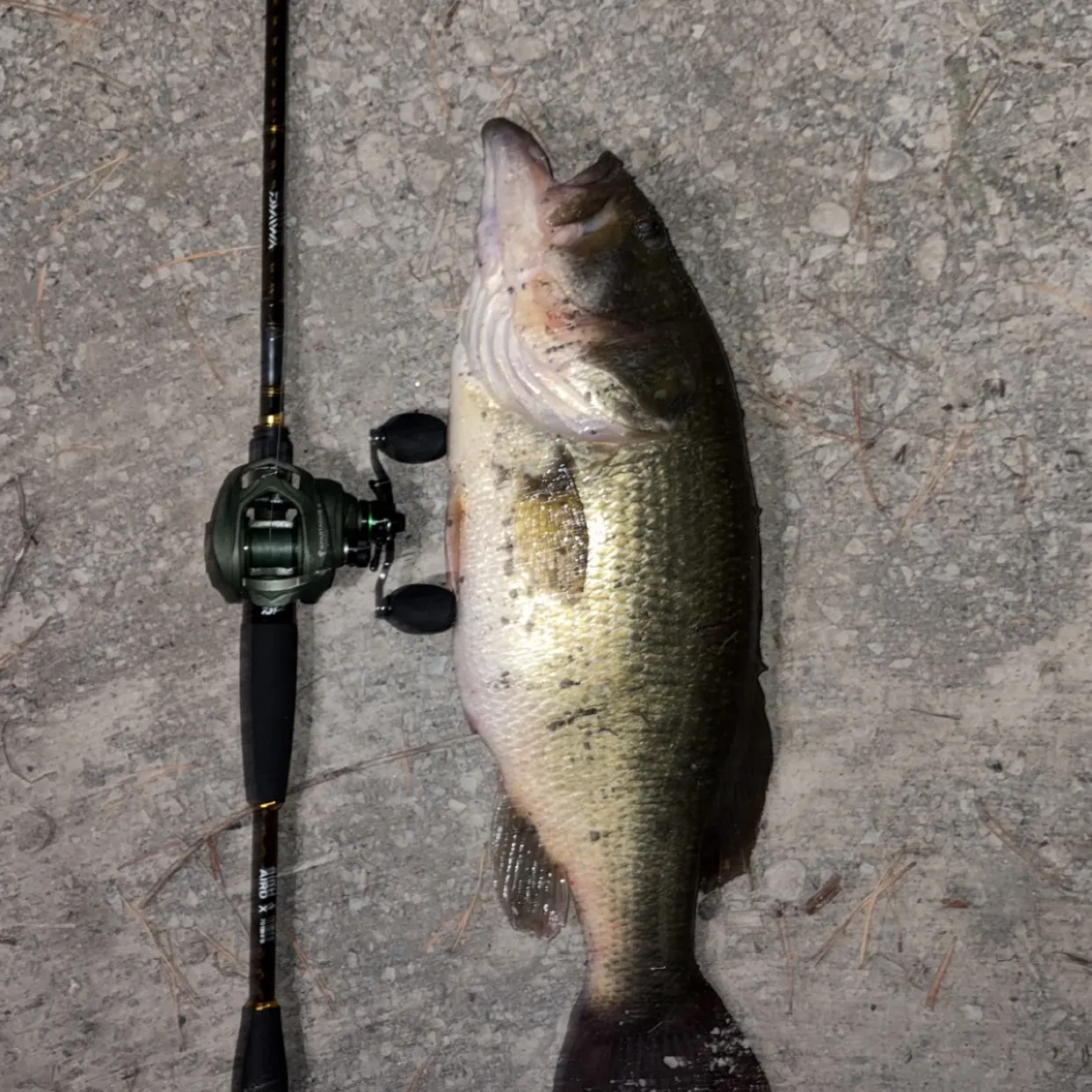 Largemouth bass caught on Fishbrain