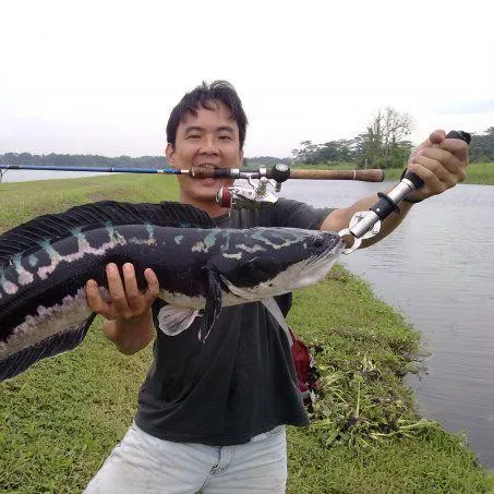 Indonesian snakehead caught on Fishbrain