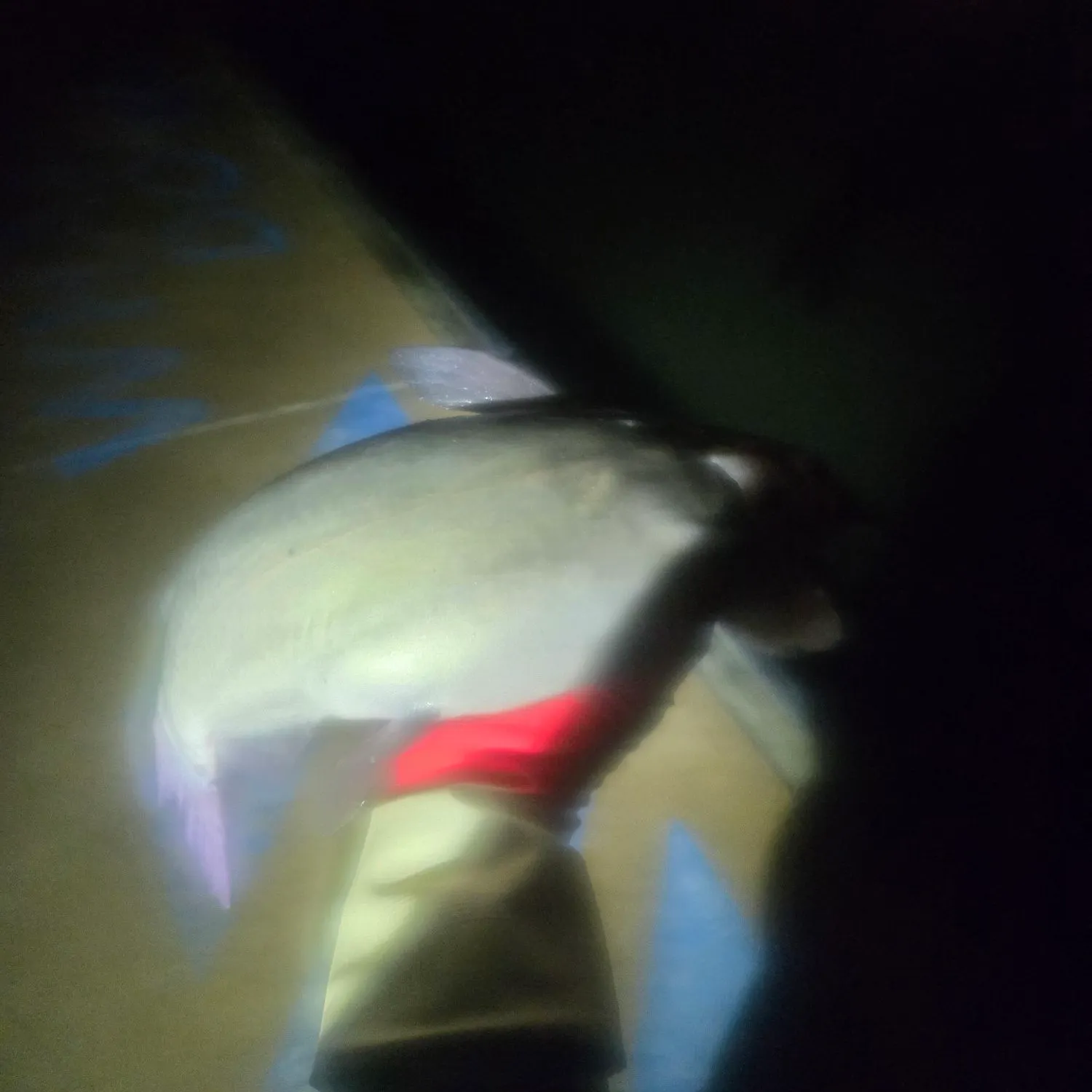 Channel catfish caught on Fishbrain