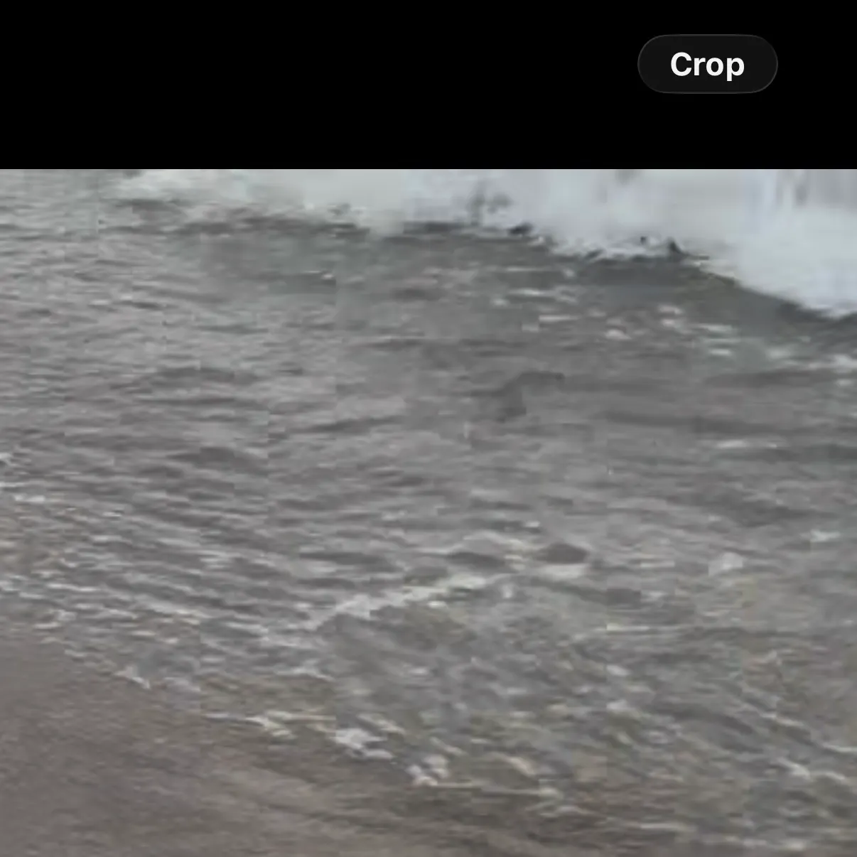 The most recent Cownose Ray catches on Fishbrain