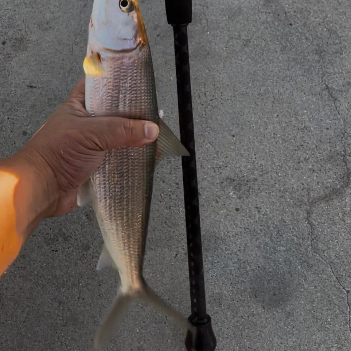 The most recent West Atlantic bonefish catches on Fishbrain