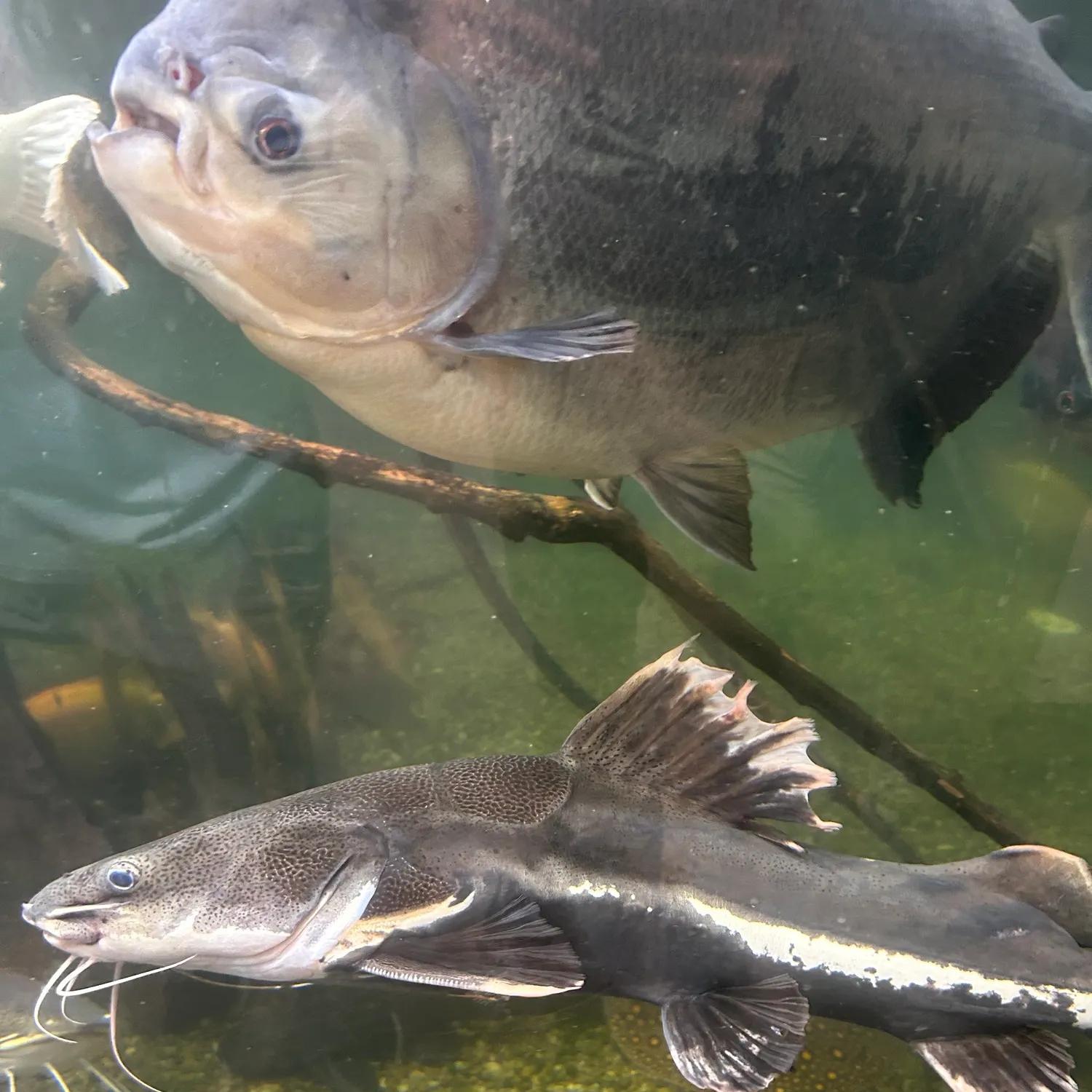 Redtail catfish caught on Fishbrain