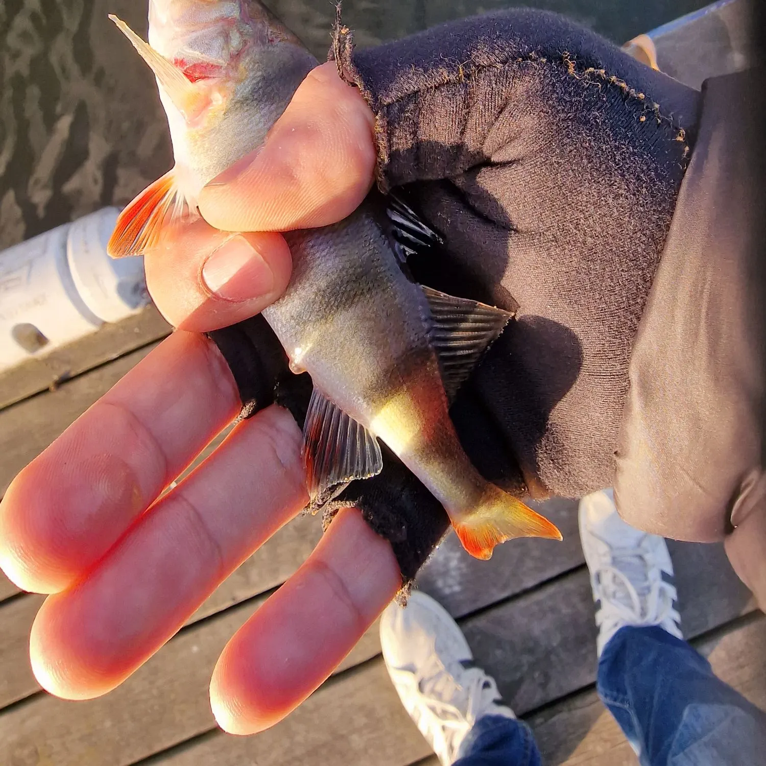 The most recent European perch catches on Fishbrain