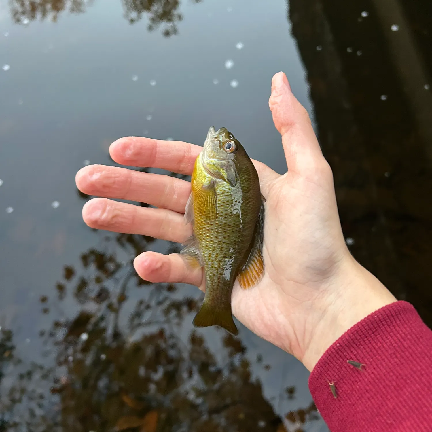 Redbreast sunfish caught on Fishbrain