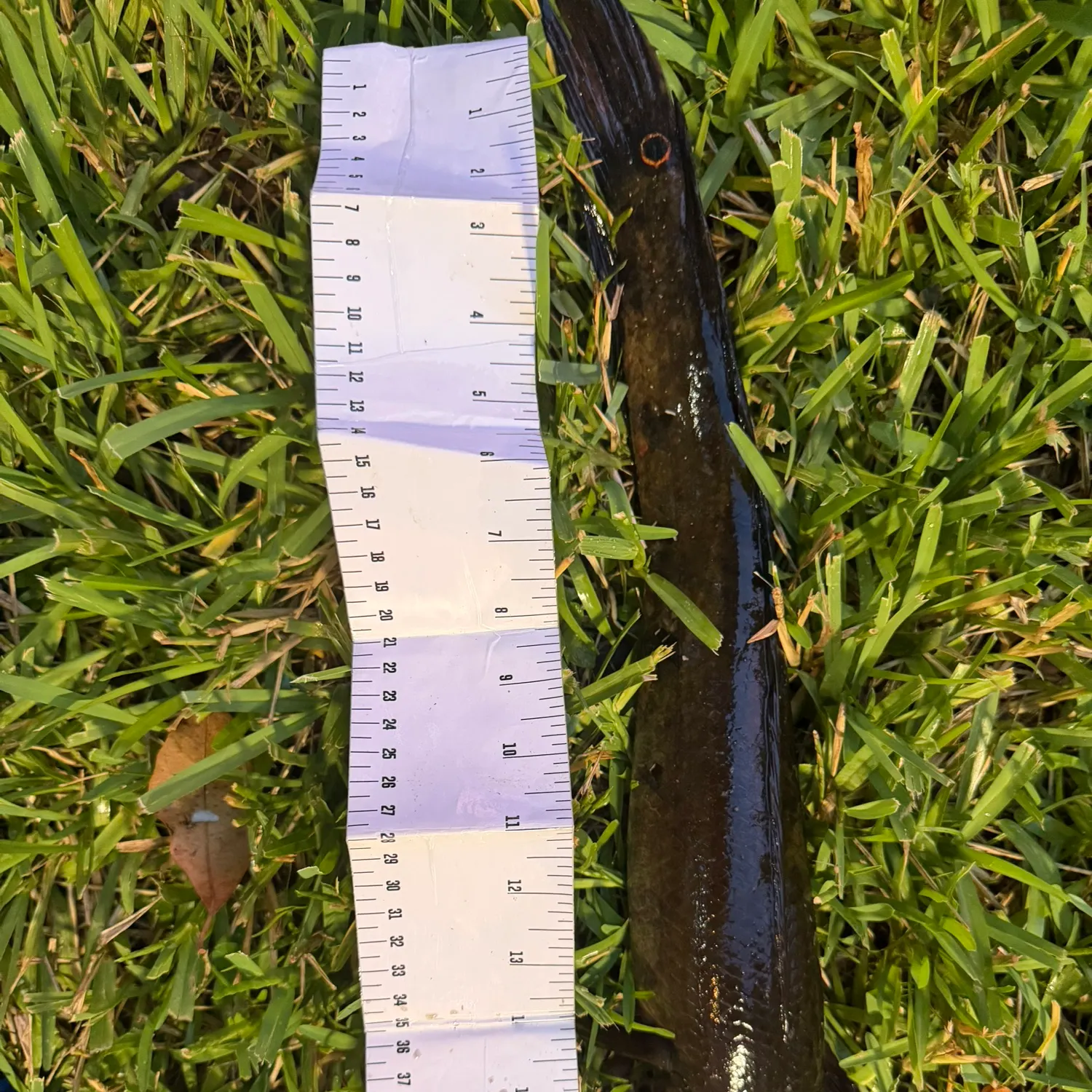 The most recent Bullseye snakehead catches on Fishbrain