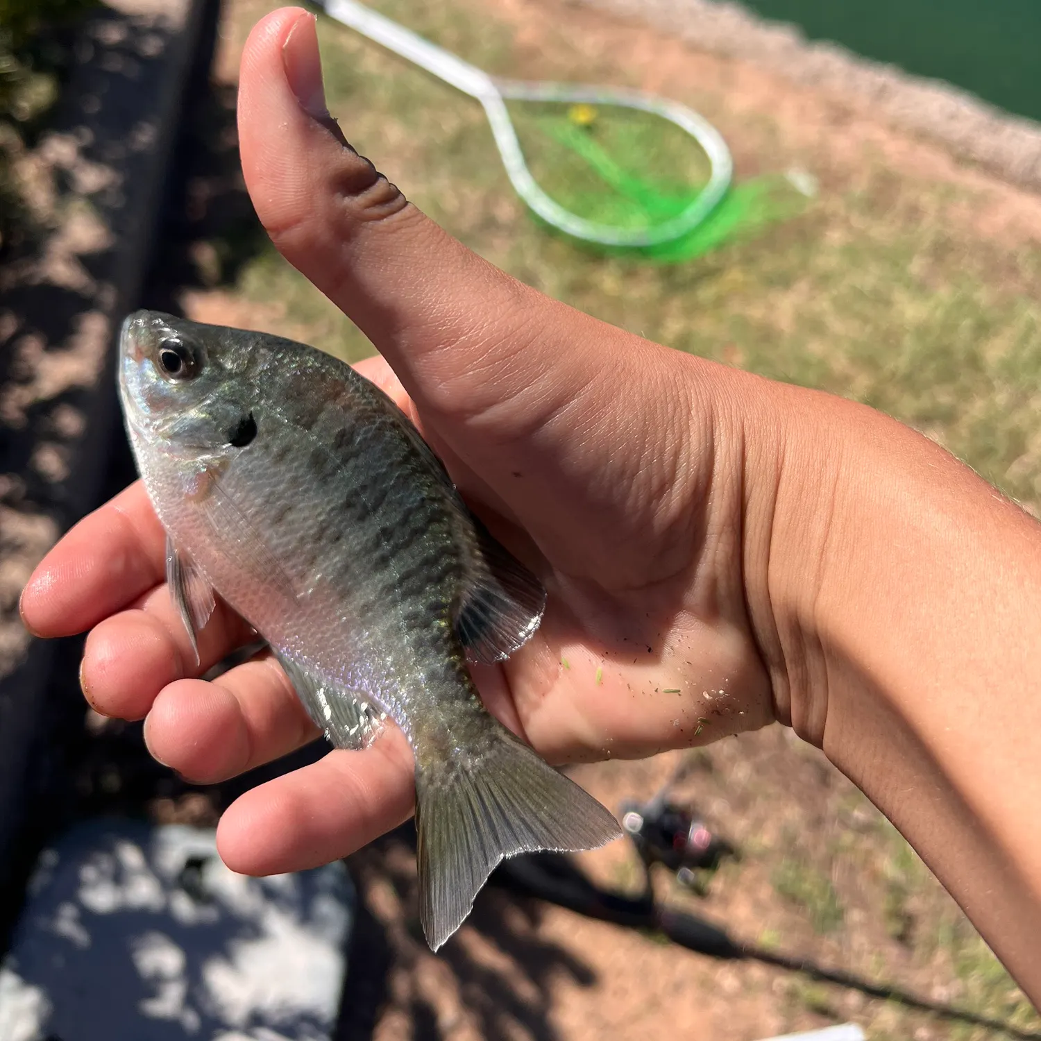 Bluegill caught on Fishbrain