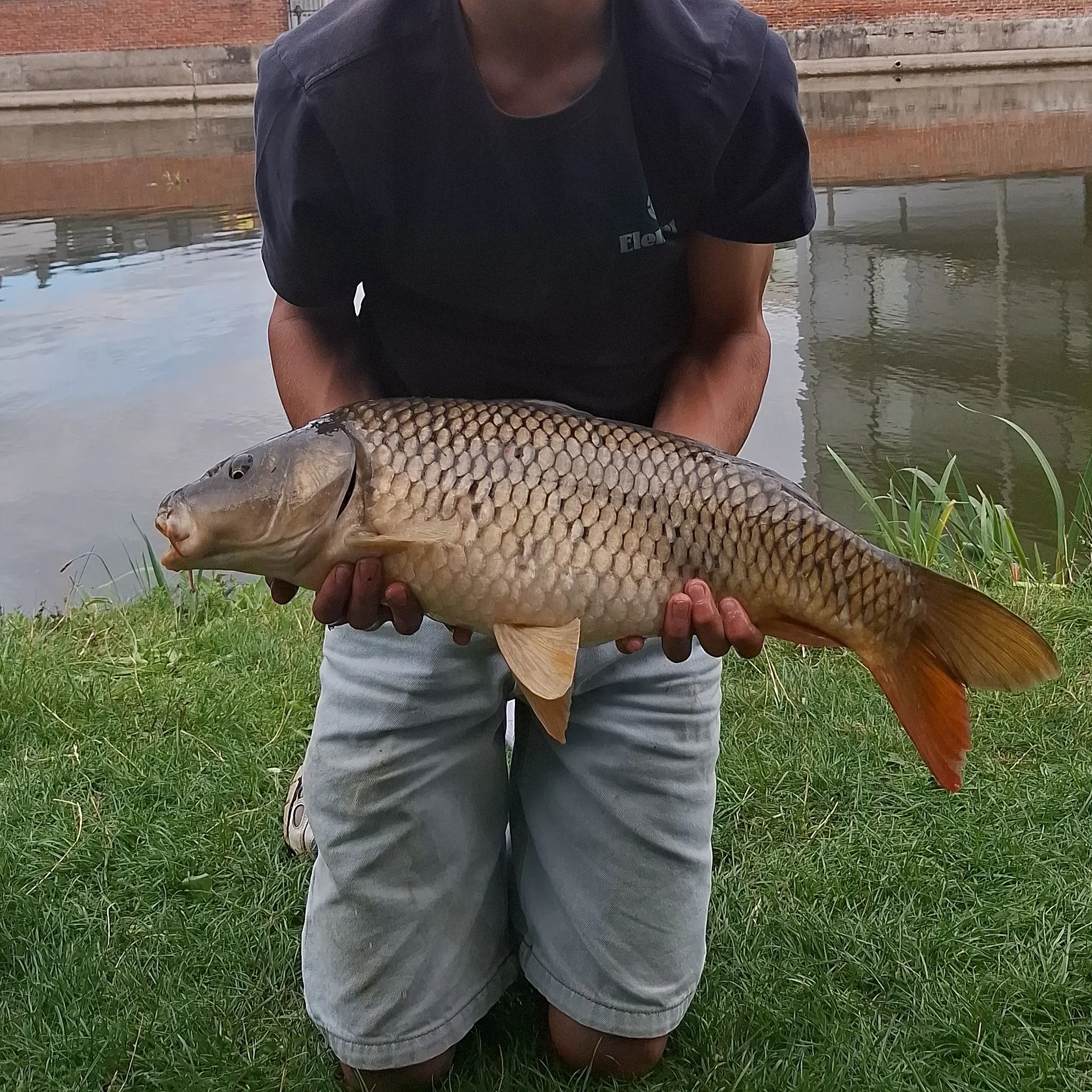 Common carp caught on Fishbrain