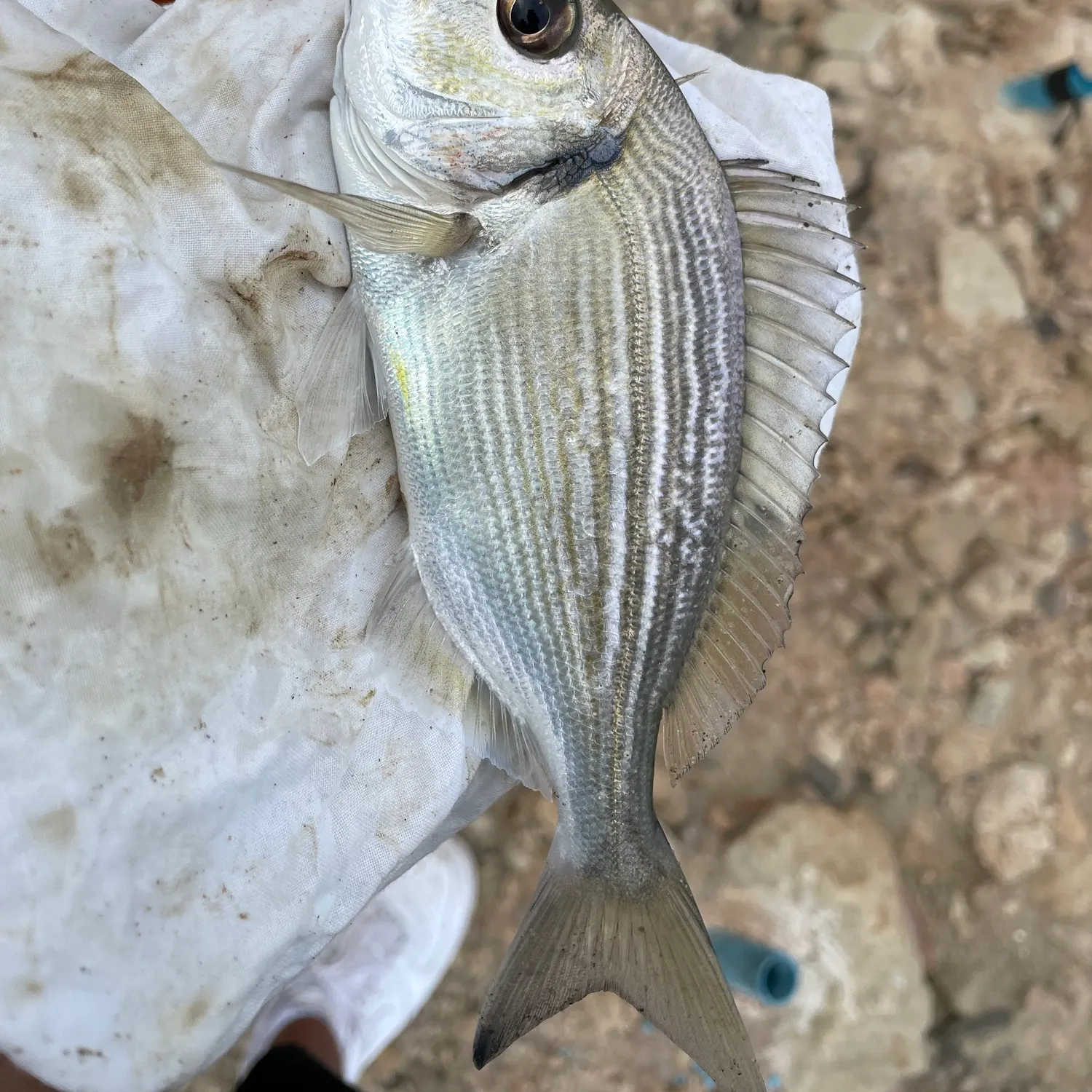 The most recent Gilthead seabream catches on Fishbrain