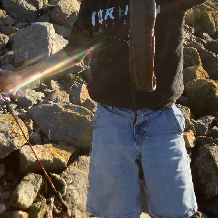 The most recent Monkeyface prickleback catches on Fishbrain