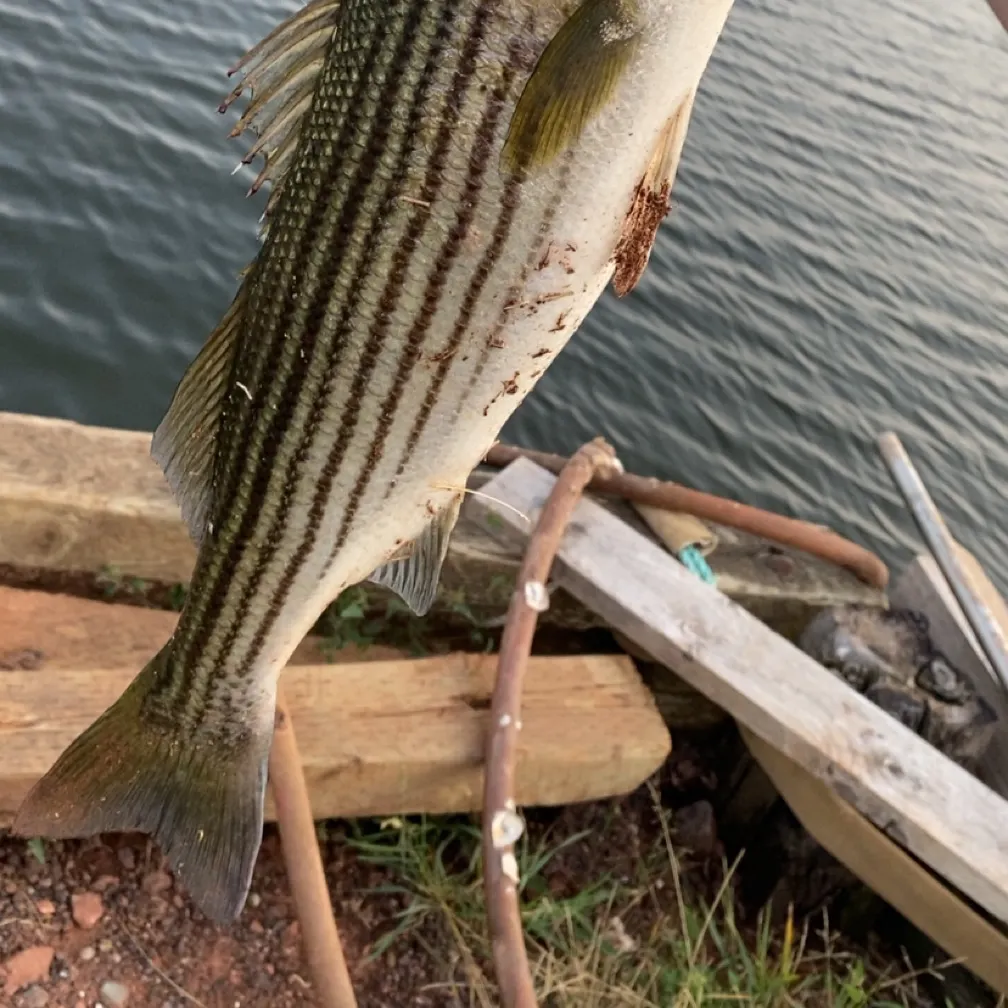 Striped bass caught on Fishbrain