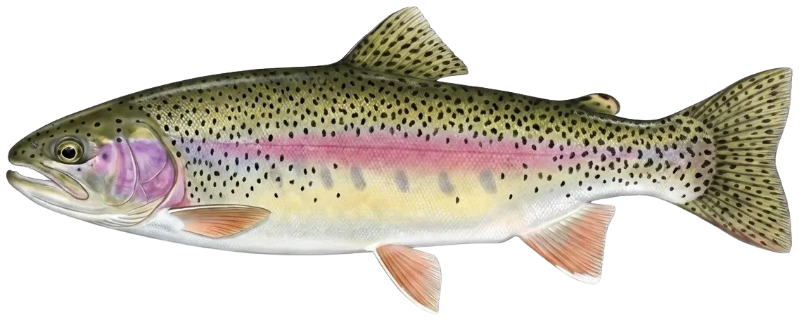 Columbia river redband trout