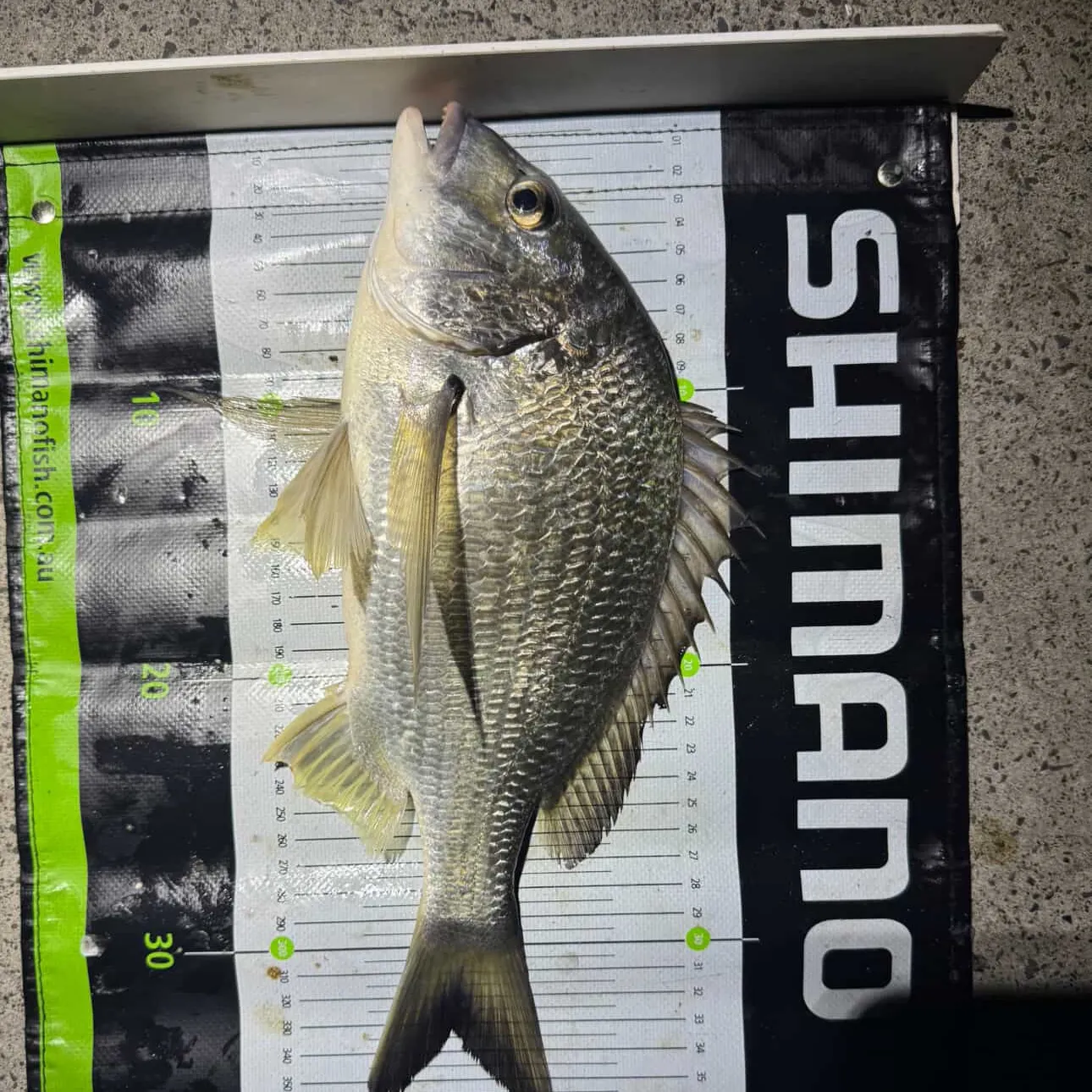 The most recent Surf bream catches on Fishbrain