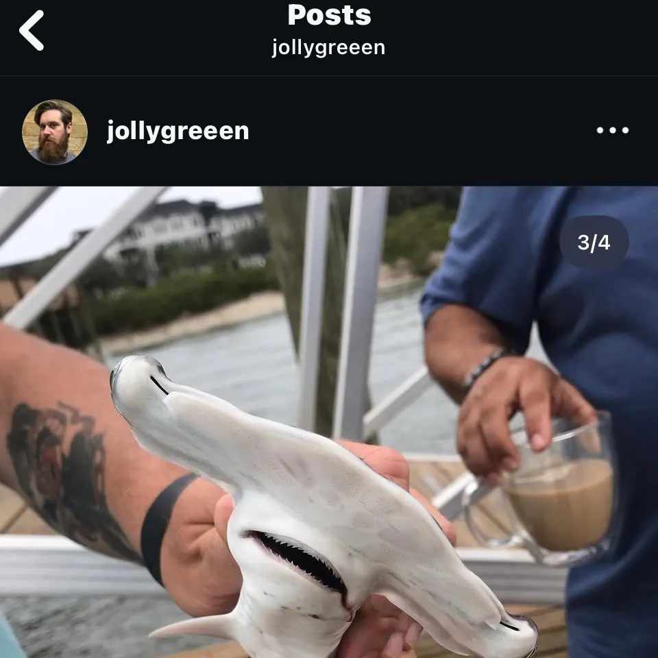 The most recent Scalloped hammerhead shark catches on Fishbrain