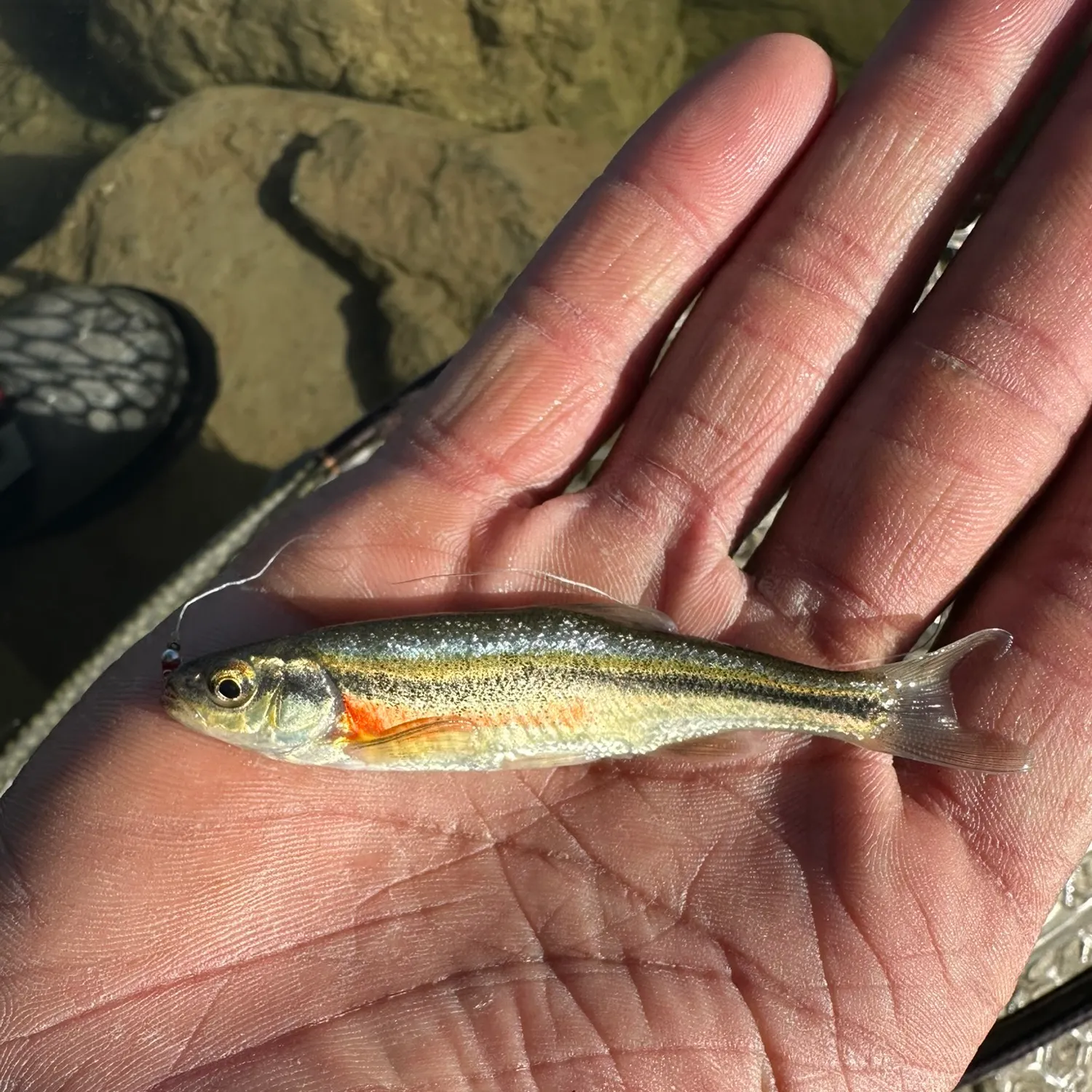 The most recent Redside shiner catches on Fishbrain