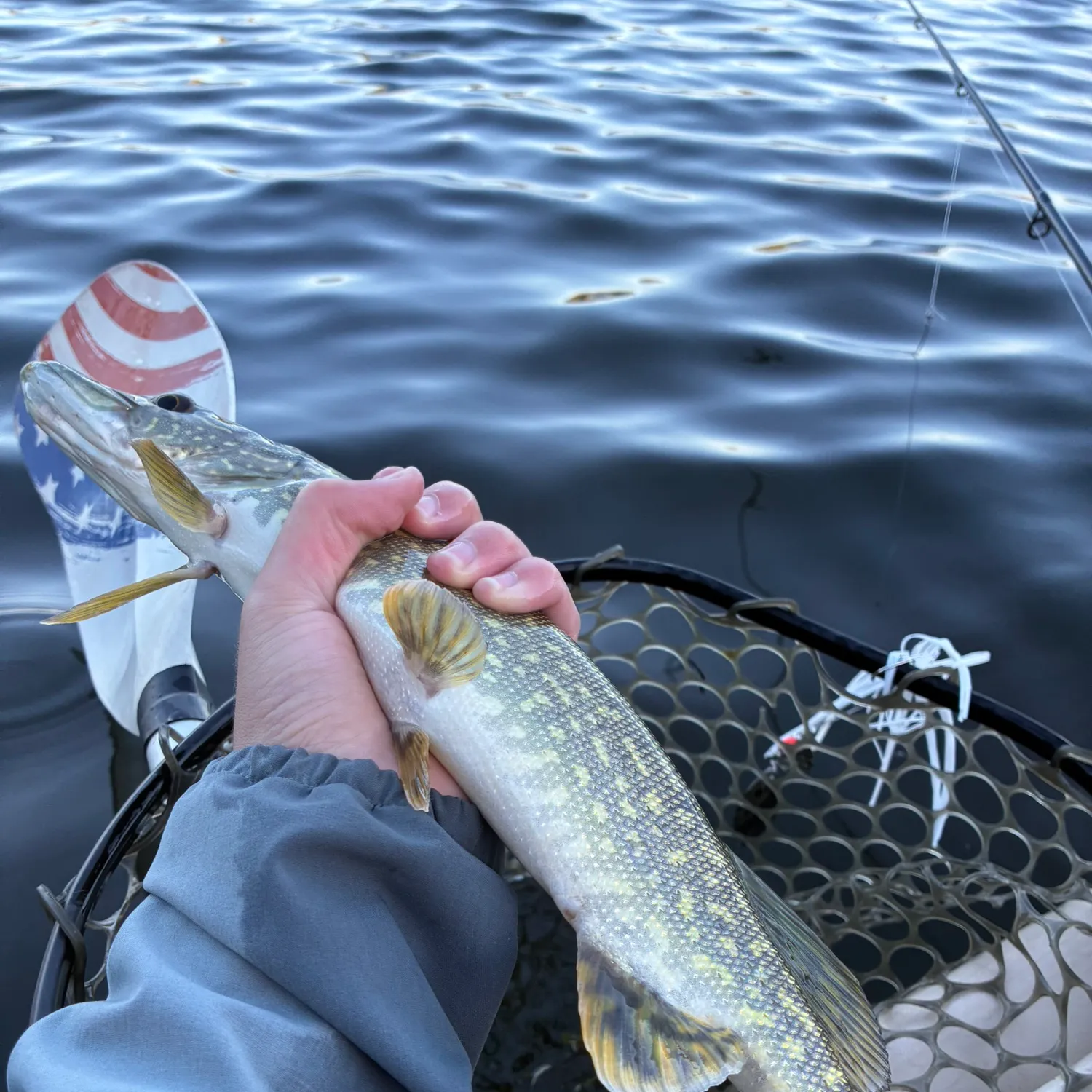 Northern pike caught on Fishbrain