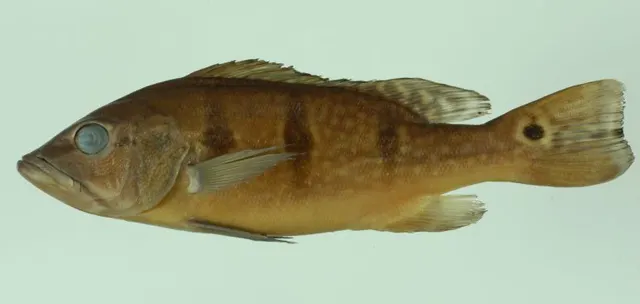 Orinoco peacock bass