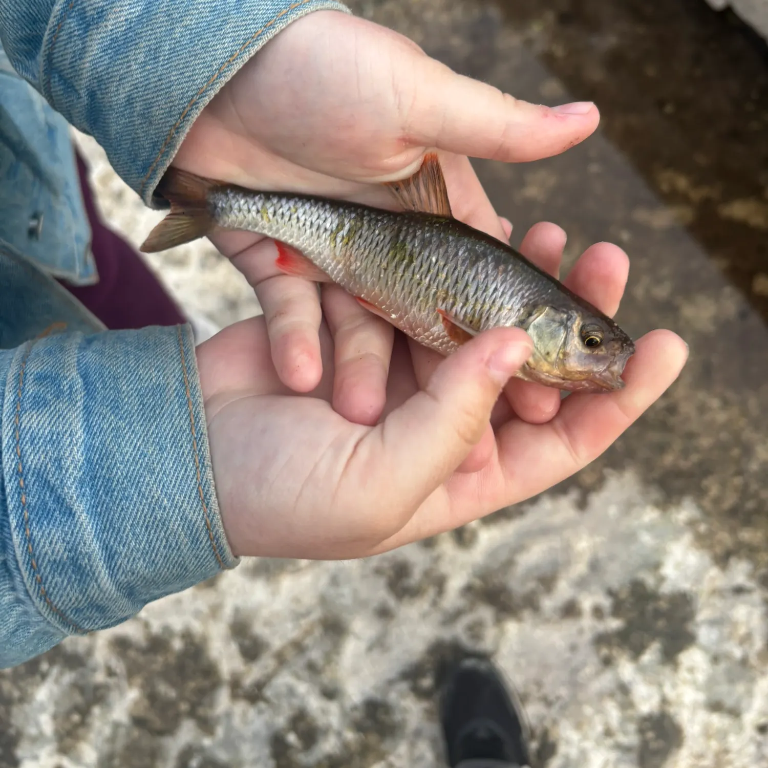 The most recent Striped shiner catches on Fishbrain