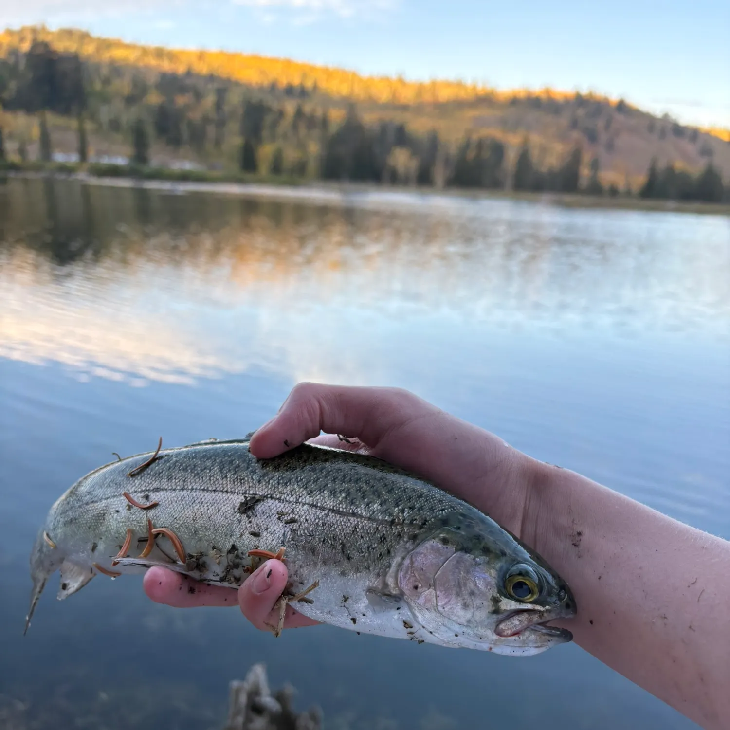 Rainbow trout caught on Fishbrain