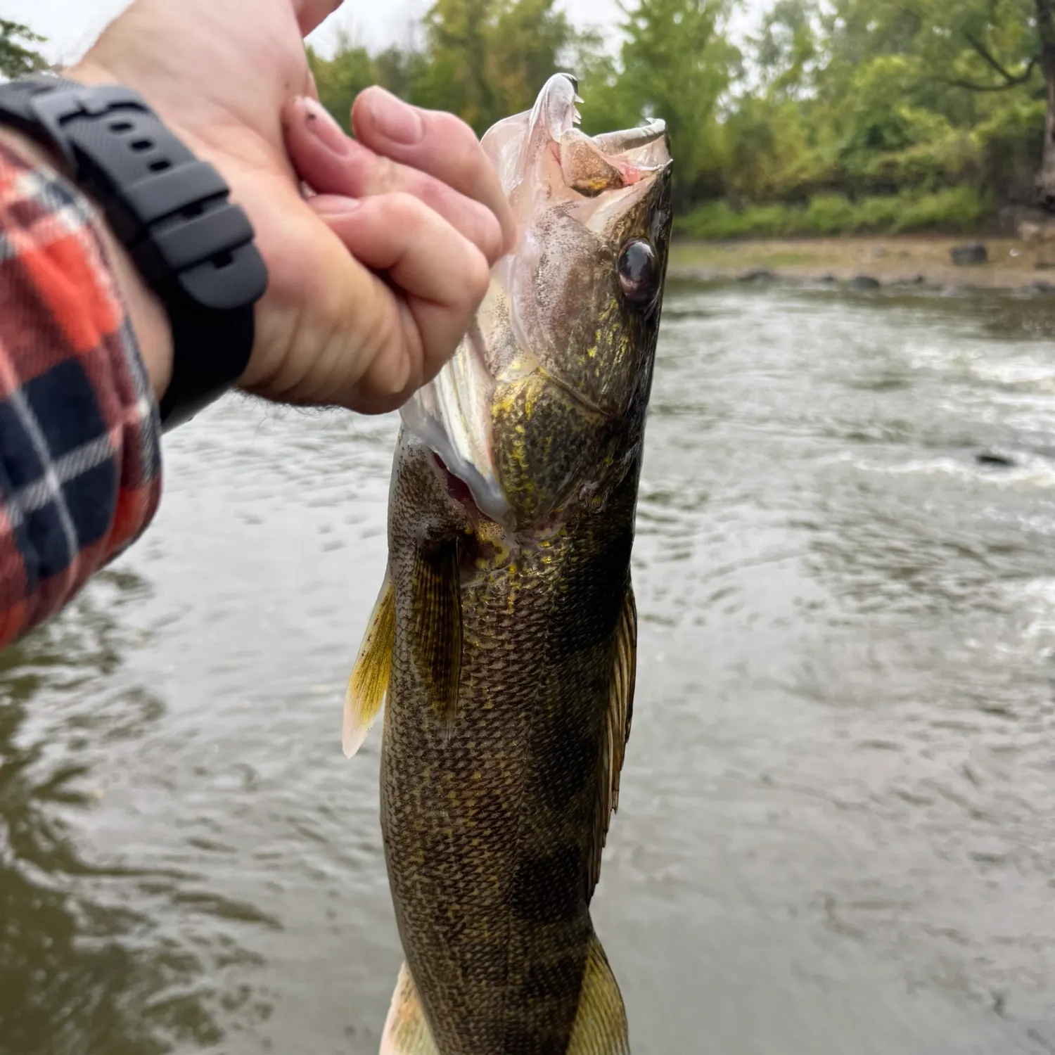 Walleye caught on Fishbrain