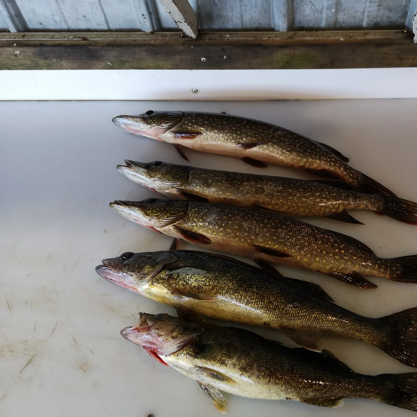 recently logged catches