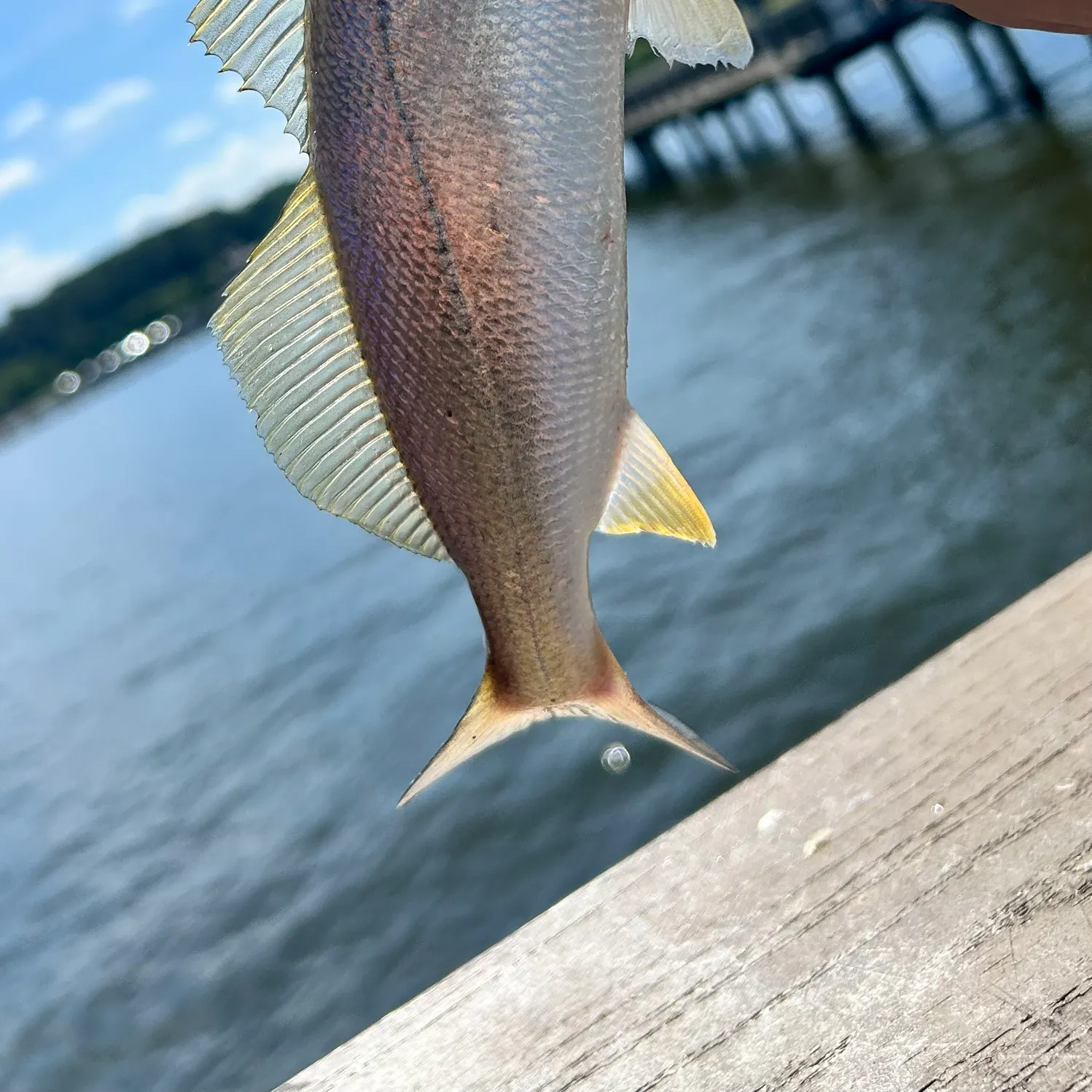 The most recent Sand seatrout catches on Fishbrain