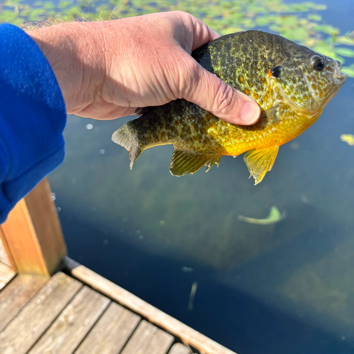 Pumpkinseed caught on Fishbrain