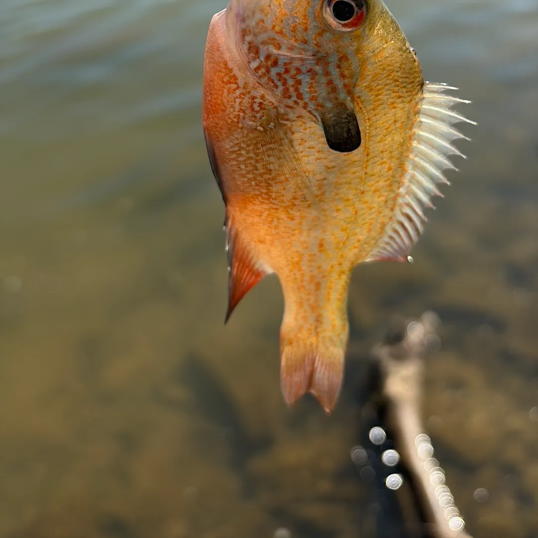 The most recent Longear sunfish catches on Fishbrain