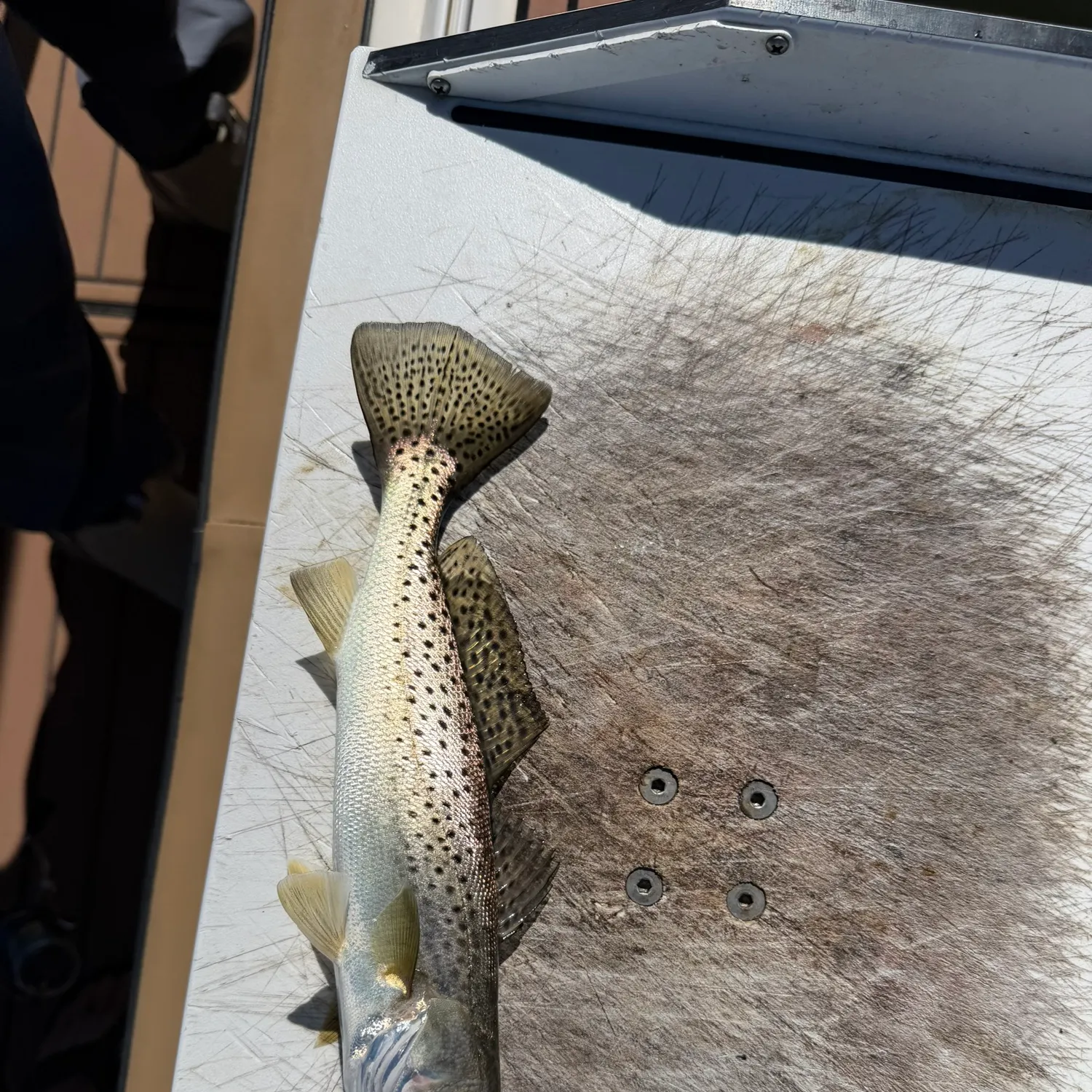 Spotted seatrout caught on Fishbrain