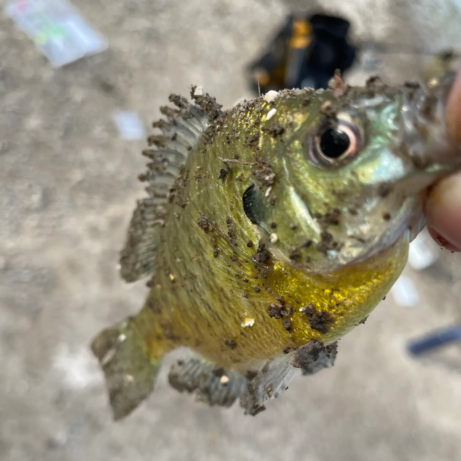 Pumpkinseed caught on Fishbrain