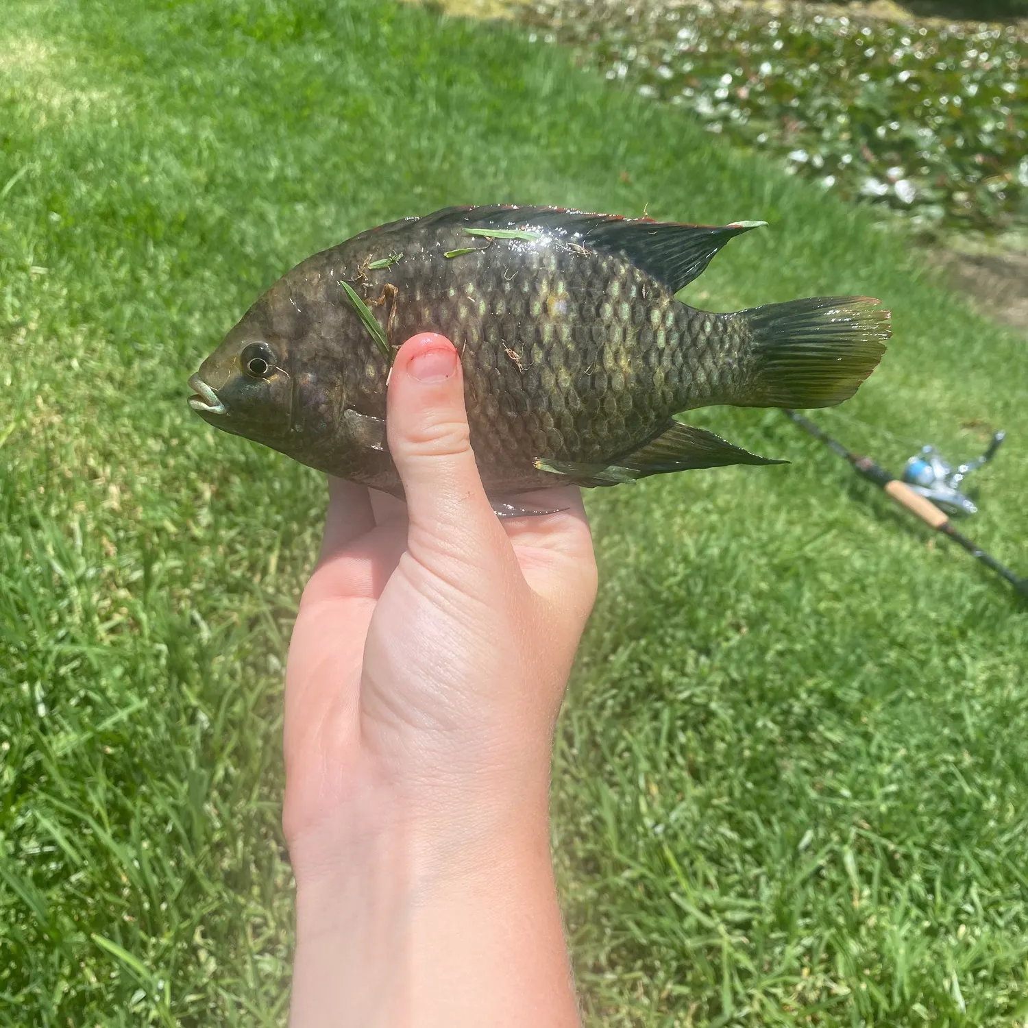 The most recent Mozambique tilapia catches on Fishbrain