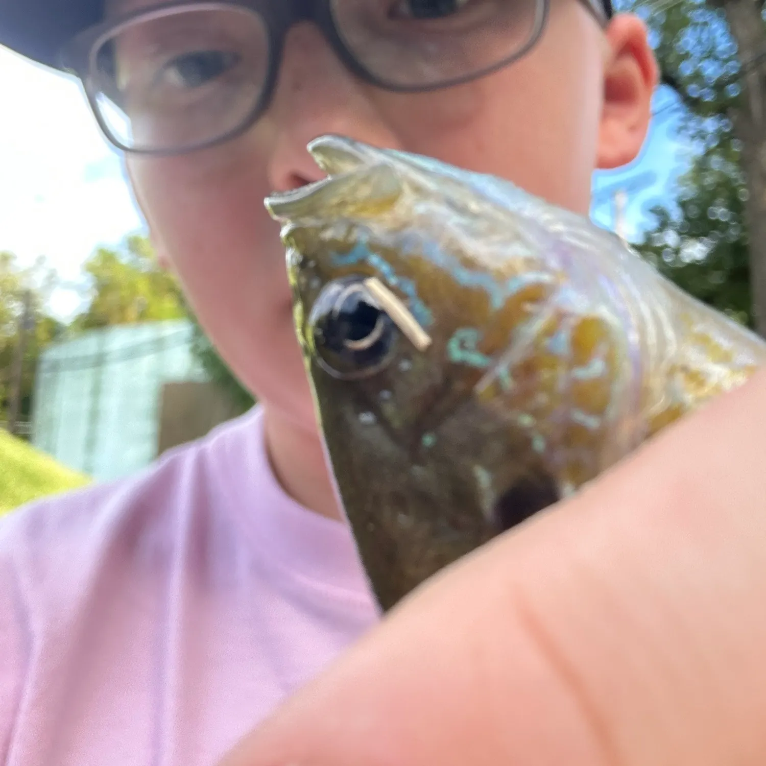 Bluegill caught on Fishbrain