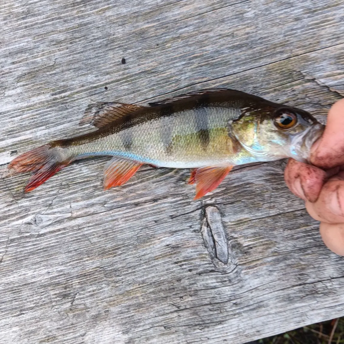 European perch caught on Fishbrain