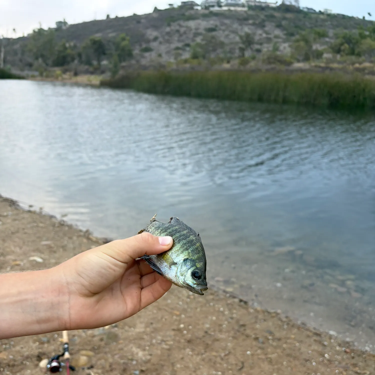 Bluegill caught on Fishbrain