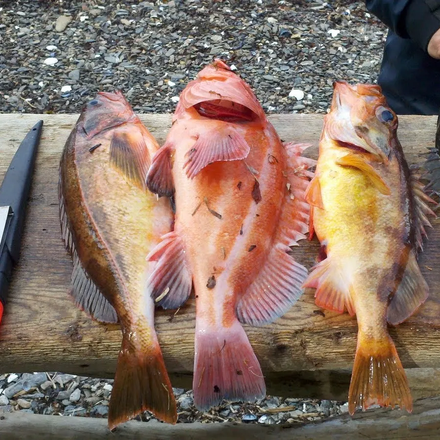 Copper rockfish caught on Fishbrain