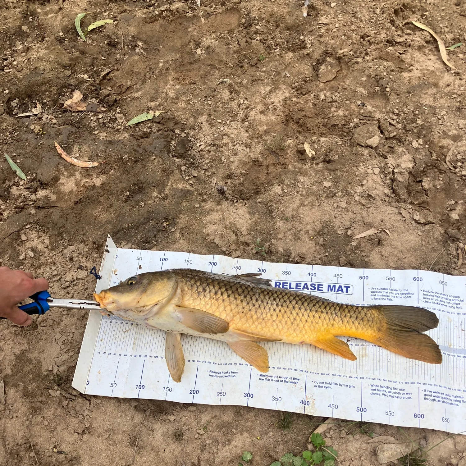 catch