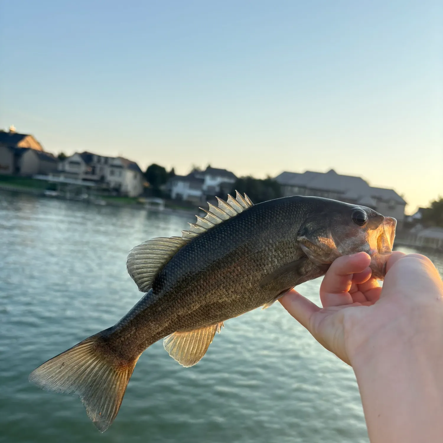 Smallmouth bass caught on Fishbrain