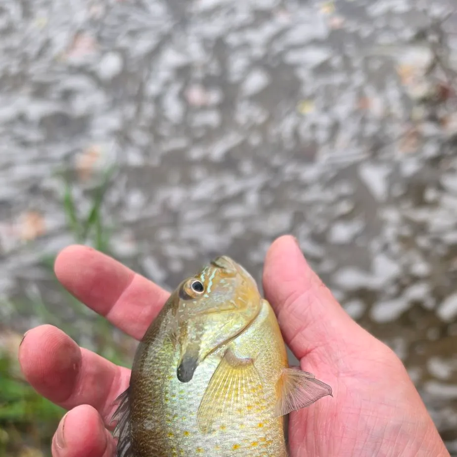 Redbreast sunfish caught on Fishbrain