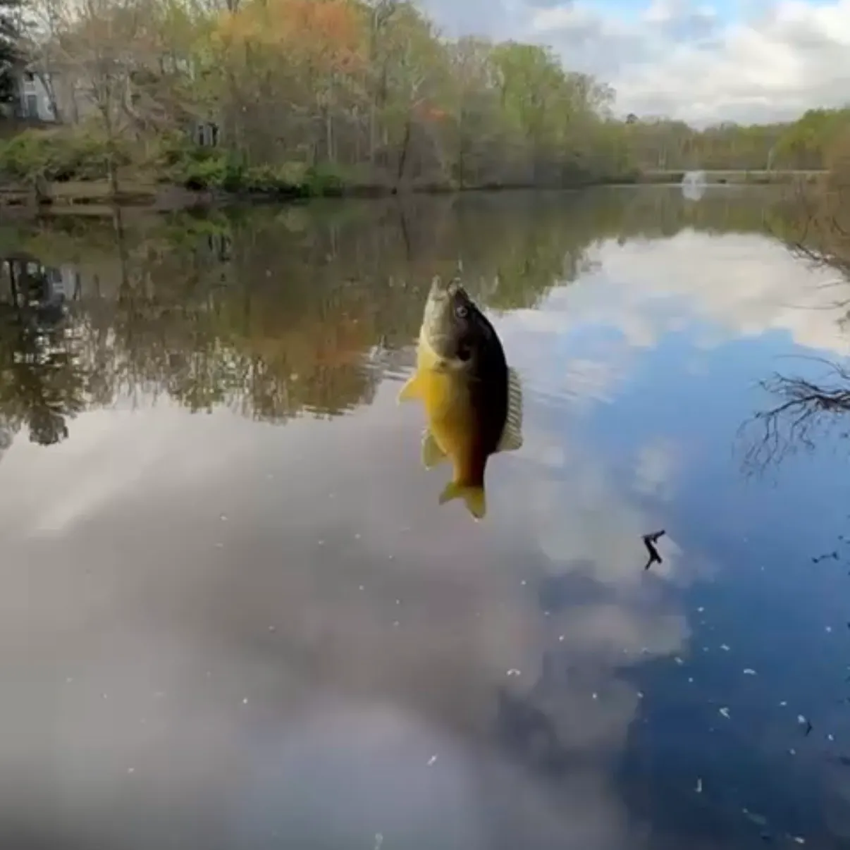 Green sunfish caught on Fishbrain