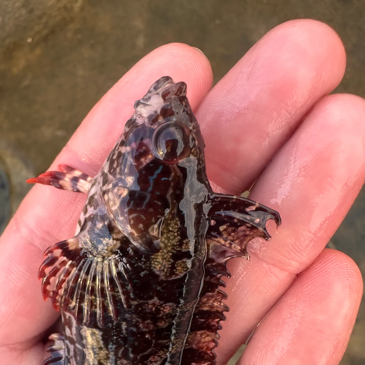 The most recent Spotted kelpfish catches on Fishbrain