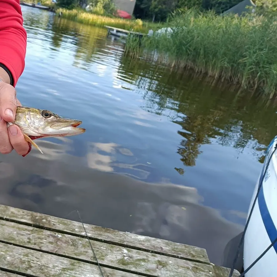 Northern pike caught on Fishbrain
