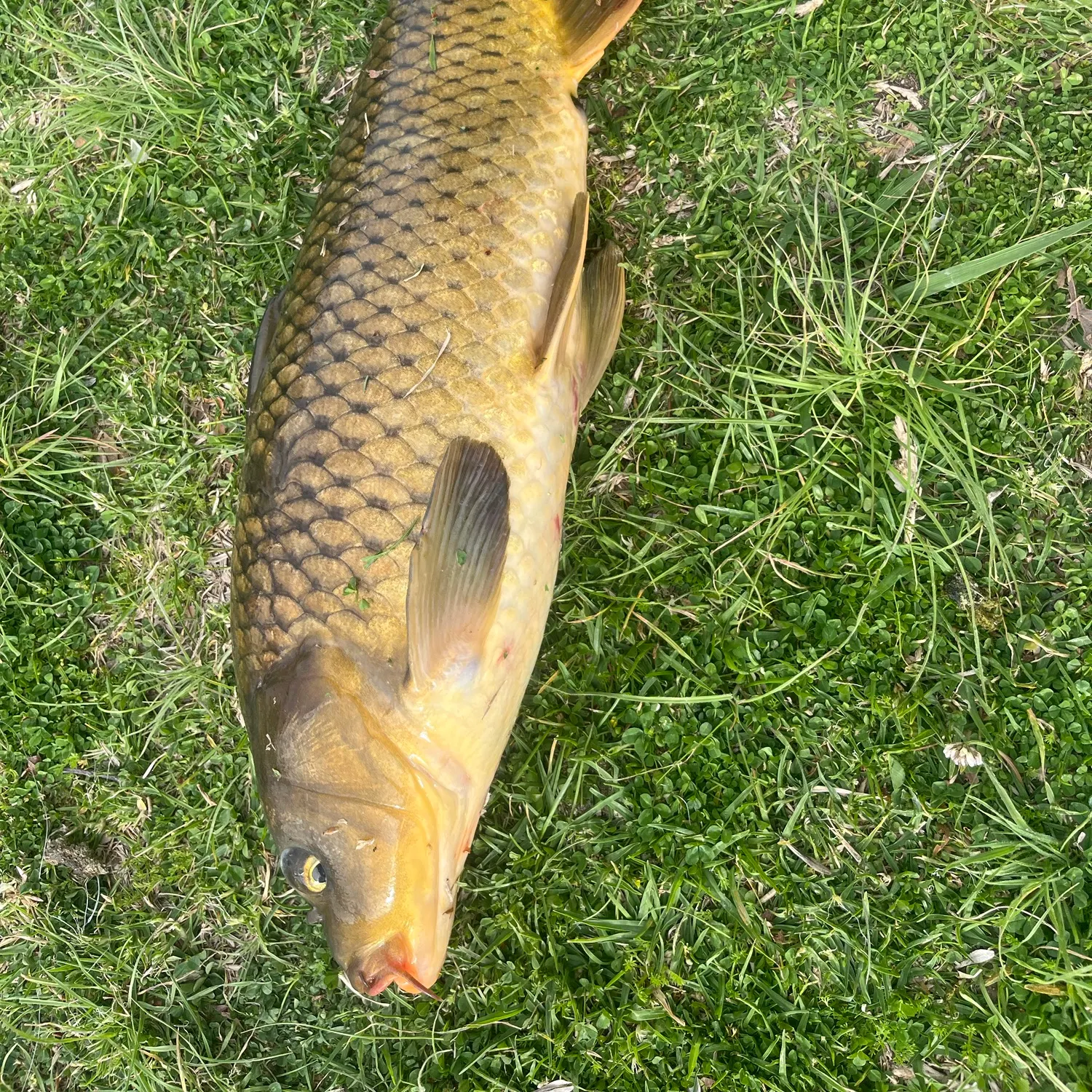 Common carp caught on Fishbrain