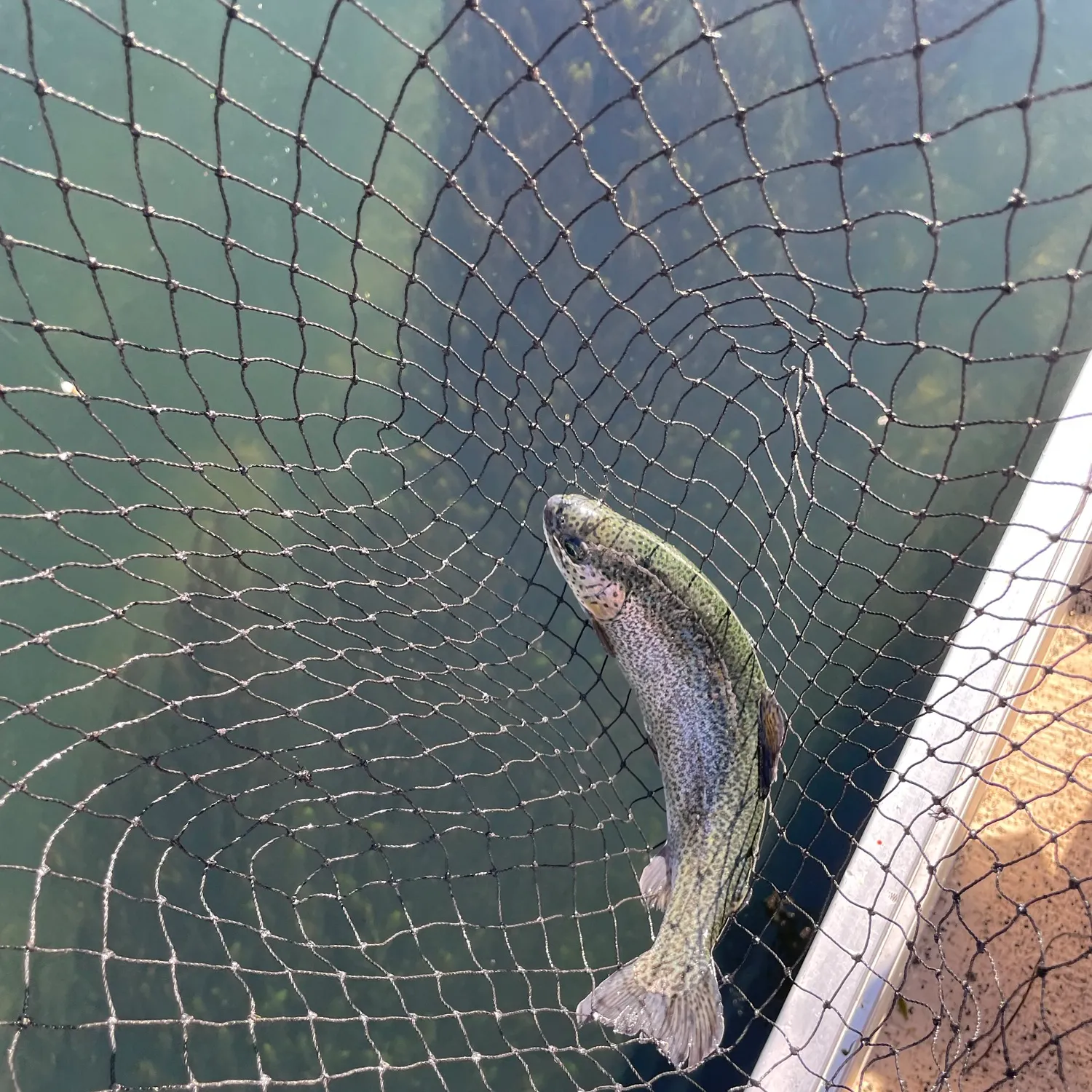 Fish caught on Fishbrain