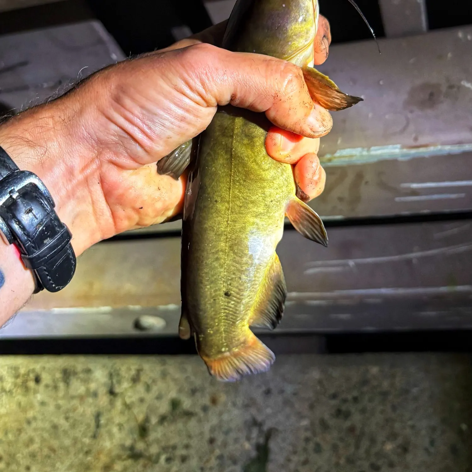 Yellow bullhead caught on Fishbrain