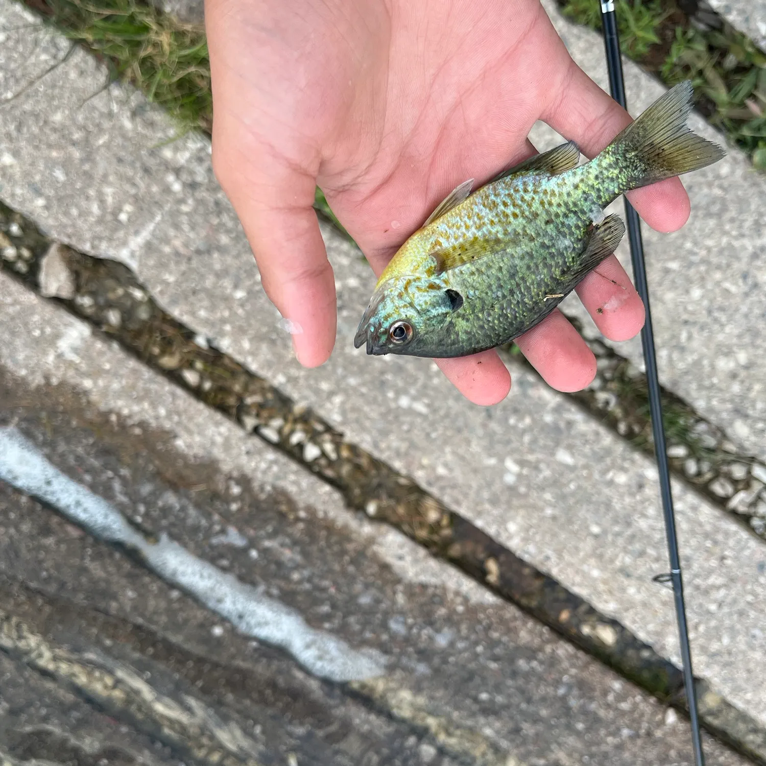 The most recent Dollar sunfish catches on Fishbrain