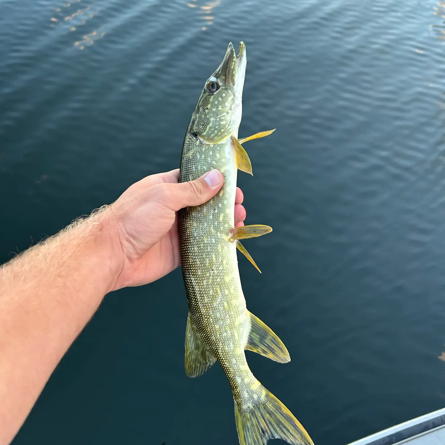 Northern pike caught on Fishbrain