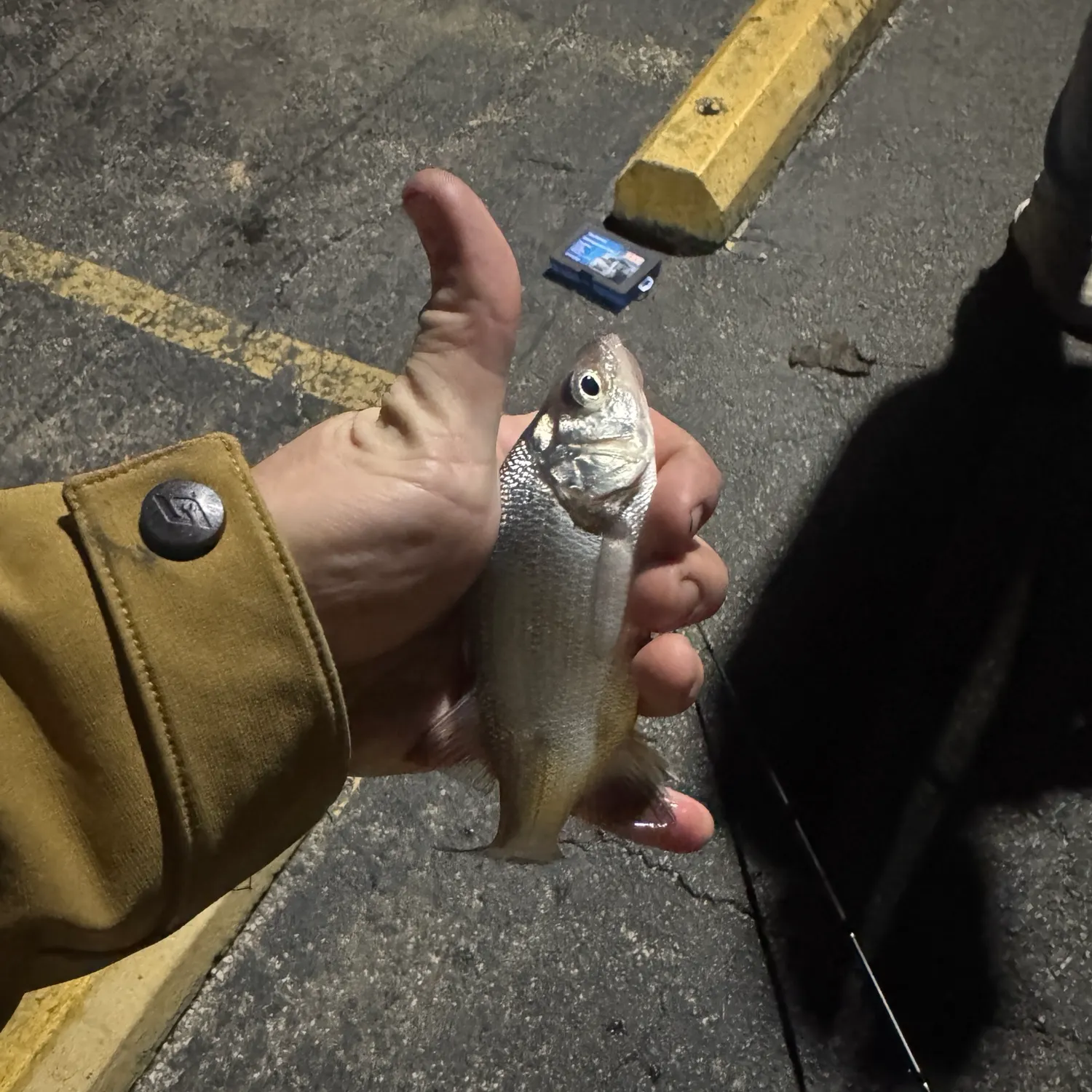 White perch caught on Fishbrain