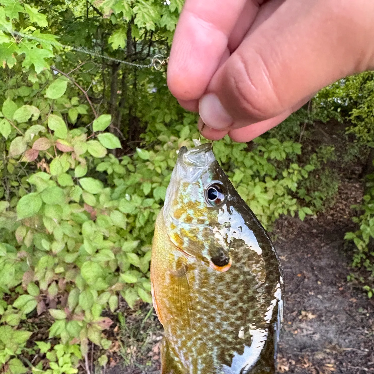 Pumpkinseed caught on Fishbrain